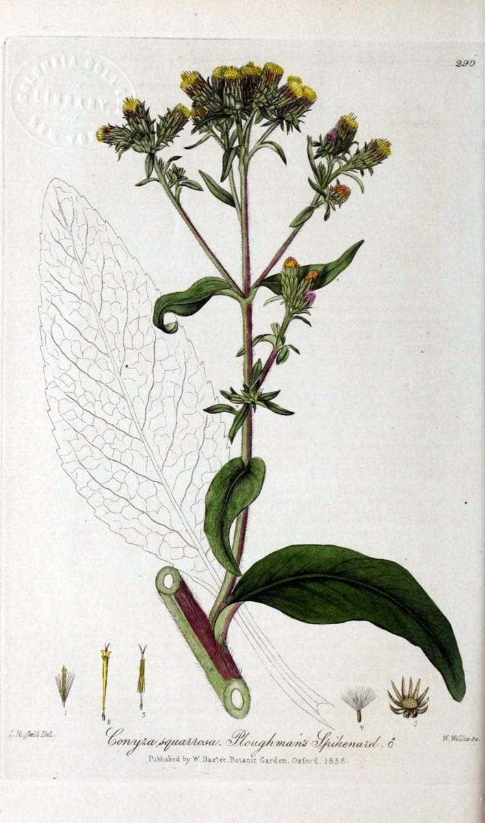 British phaenogamous botany,.Oxford,Published by the author, sold by J.H. Parker [etc.]1834-43.  | Vintage Print Reproduction 464914
