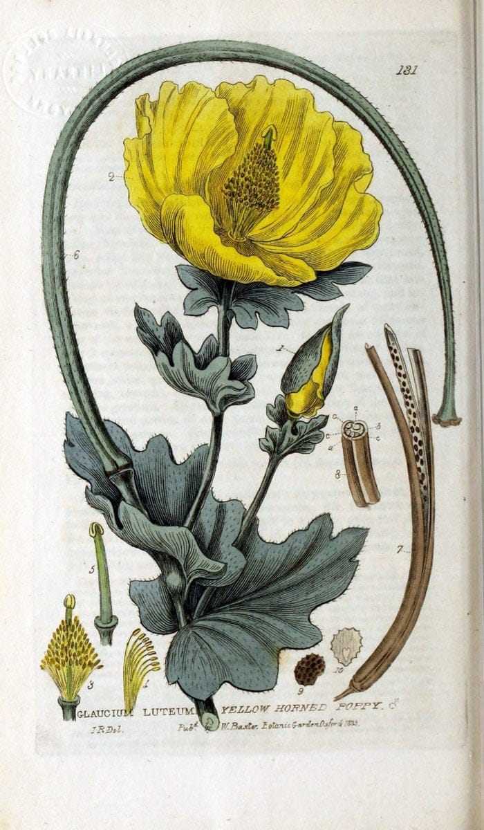British phaenogamous botany,.Oxford,Published by the author, sold by J.H. Parker [etc.]1834-43.  | Vintage Print Reproduction 464915
