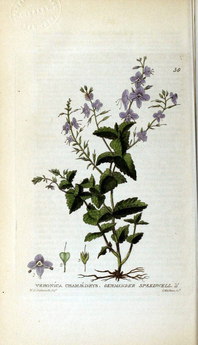 British phaenogamous botany,.Oxford,Published by the author, sold by J.H. Parker [etc.]1834-43.  | Vintage Print Reproduction 464917