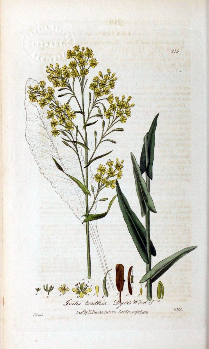 British phaenogamous botany,.Oxford,Published by the author, sold by J.H. Parker [etc.]1834-43.  | Vintage Print Reproduction 464918