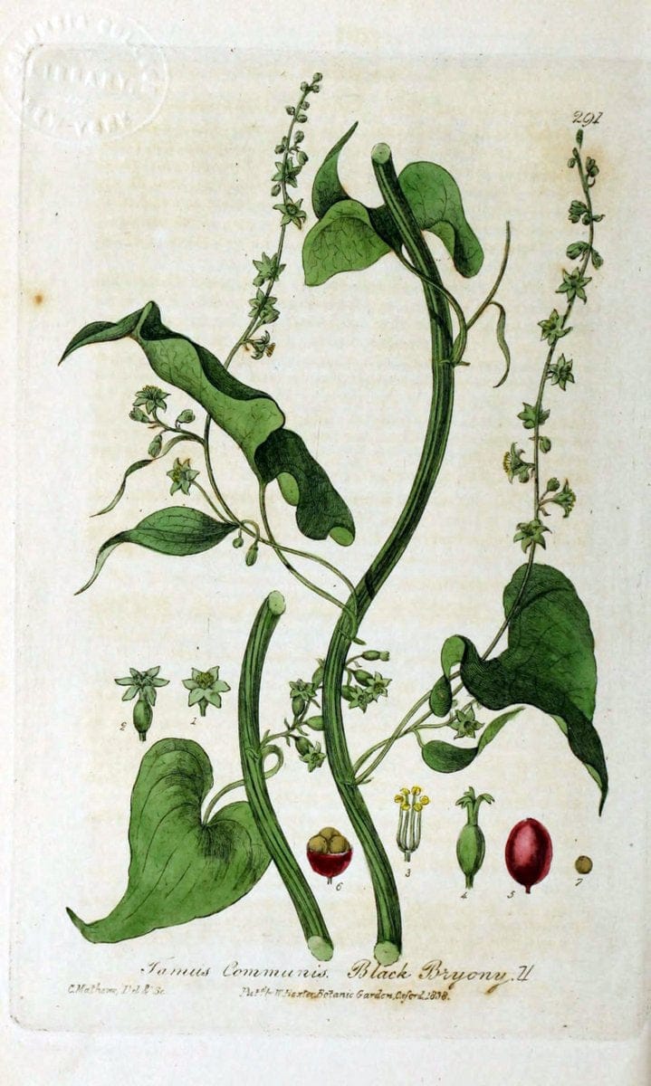 British phaenogamous botany,.Oxford,Published by the author, sold by J.H. Parker [etc.]1834-43.  | Vintage Print Reproduction 464919