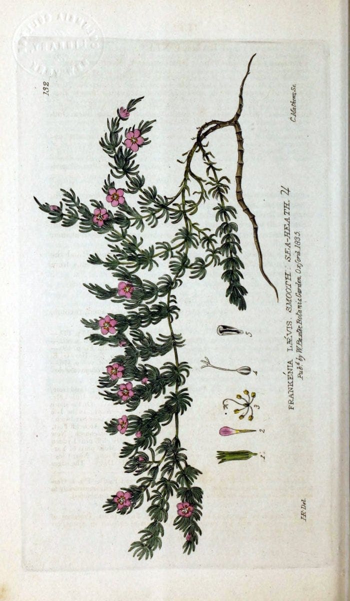 British phaenogamous botany,.Oxford,Published by the author, sold by J.H. Parker [etc.]1834-43.  | Vintage Print Reproduction 464920