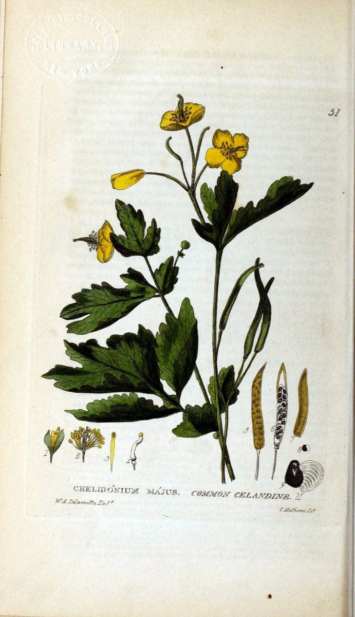 British phaenogamous botany,.Oxford,Published by the author, sold by J.H. Parker [etc.]1834-43.  | Vintage Print Reproduction 464922