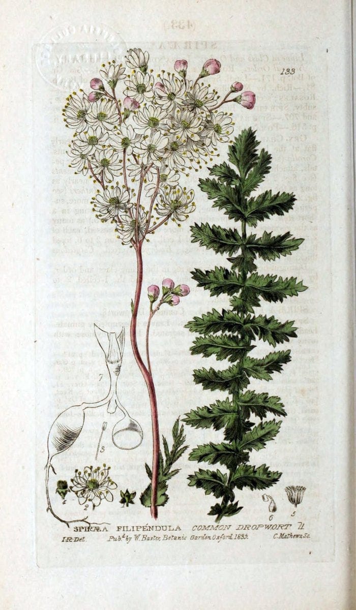 British phaenogamous botany,.Oxford,Published by the author, sold by J.H. Parker [etc.]1834-43.  | Vintage Print Reproduction 464925