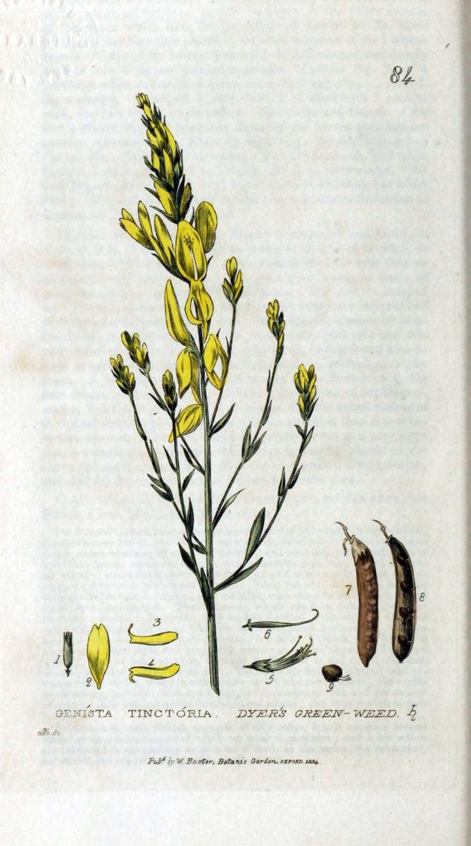 British phaenogamous botany,.Oxford,Published by the author, sold by J.H. Parker [etc.]1834-43.  | Vintage Print Reproduction 464930