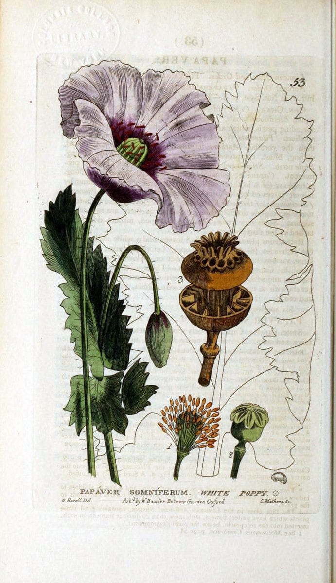 British phaenogamous botany,.Oxford,Published by the author, sold by J.H. Parker [etc.]1834-43.  | Vintage Print Reproduction 464932