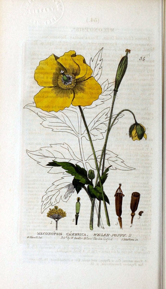 British phaenogamous botany,.Oxford,Published by the author, sold by J.H. Parker [etc.]1834-43.  | Vintage Print Reproduction 464937