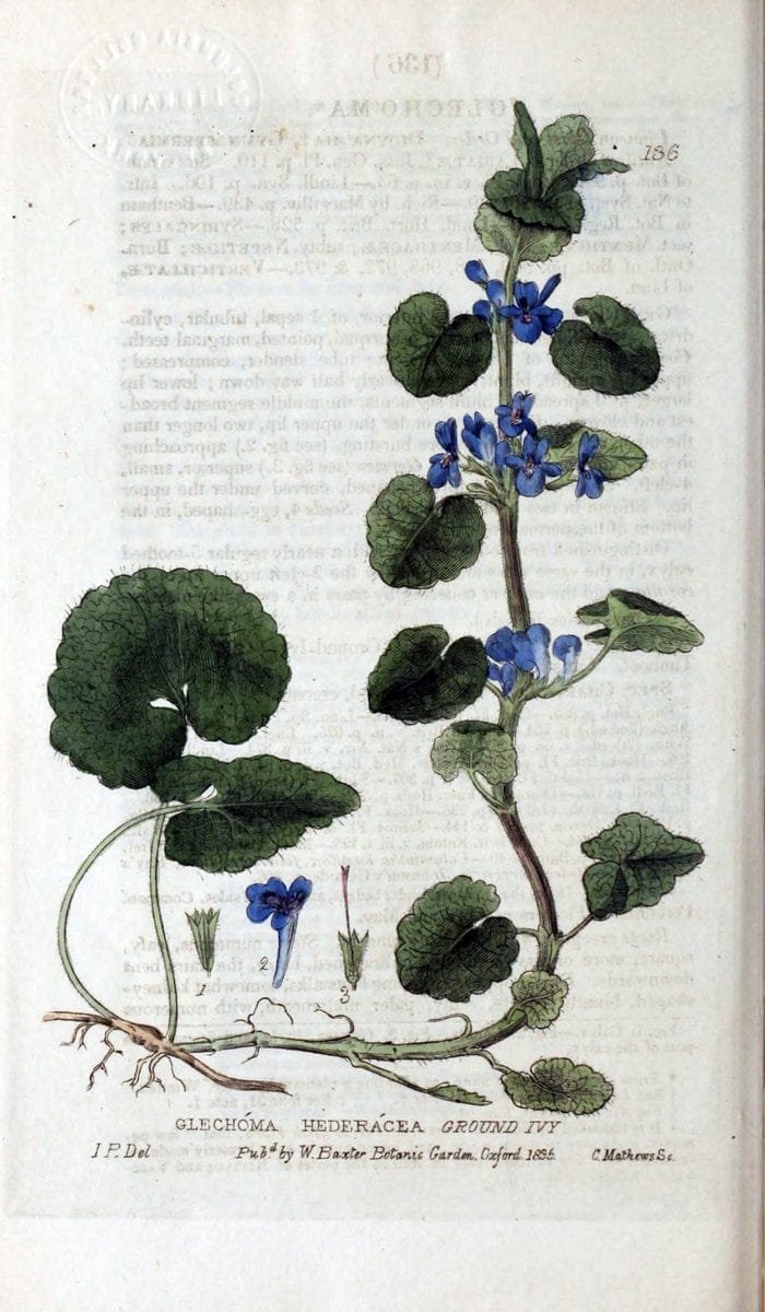 British phaenogamous botany,.Oxford,Published by the author, sold by J.H. Parker [etc.]1834-43.  | Vintage Print Reproduction 464941