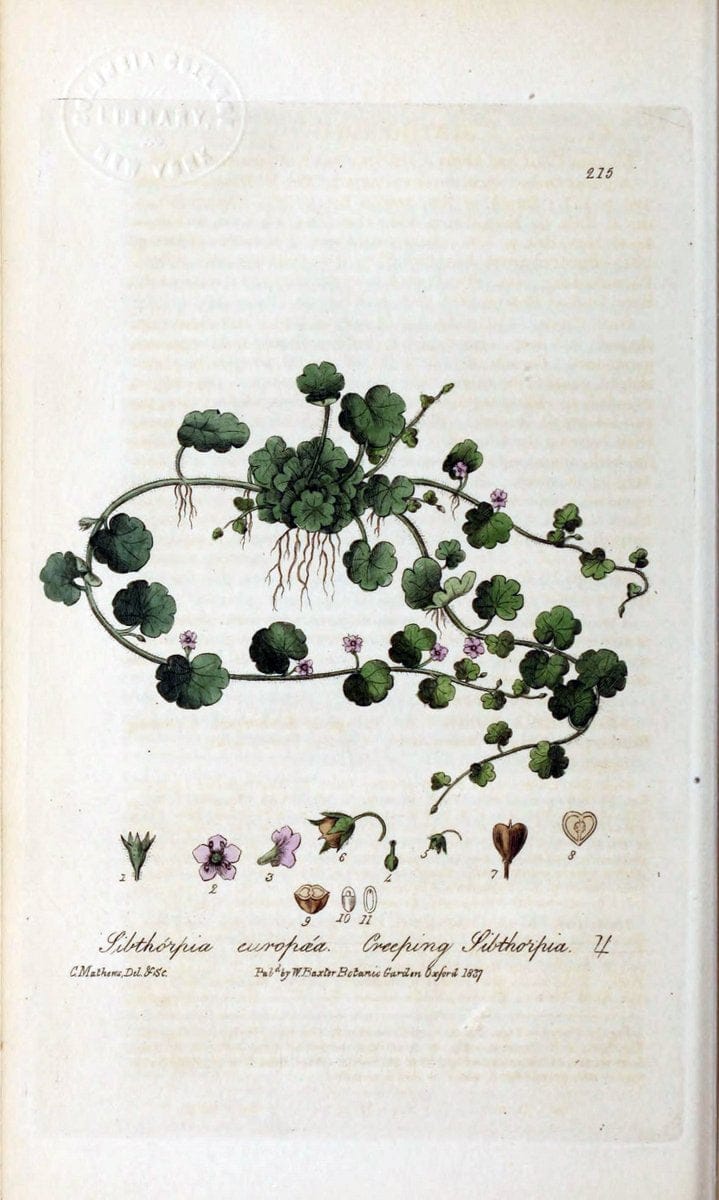 British phaenogamous botany,.Oxford,Published by the author, sold by J.H. Parker [etc.]1834-43.  | Vintage Print Reproduction 464942
