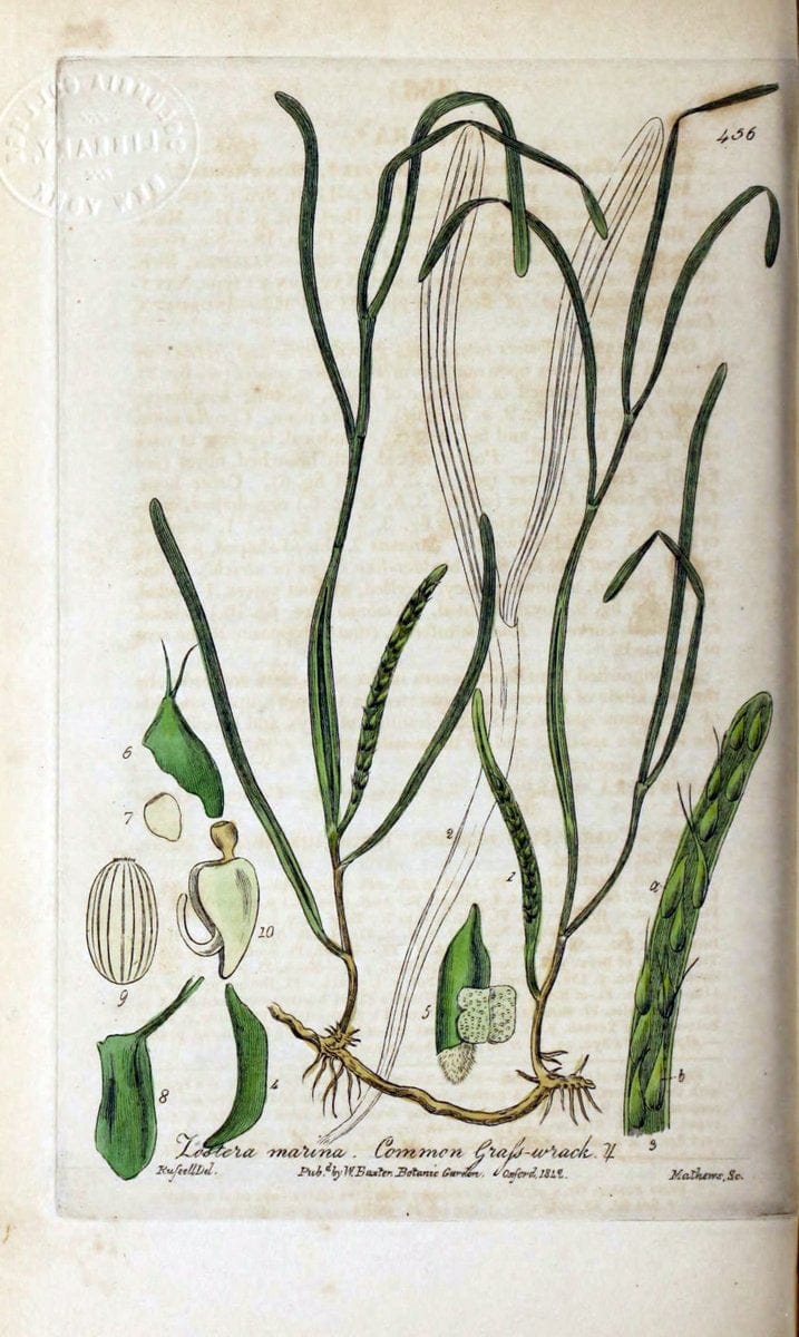 British phaenogamous botany,.Oxford,Published by the author, sold by J.H. Parker [etc.]1834-43.  | Vintage Print Reproduction 464945