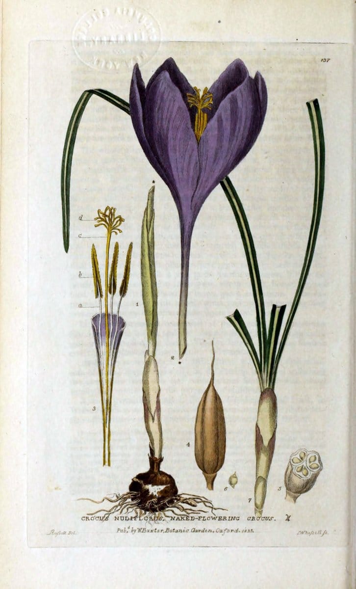 British phaenogamous botany,.Oxford,Published by the author, sold by J.H. Parker [etc.]1834-43.  | Vintage Print Reproduction 464946