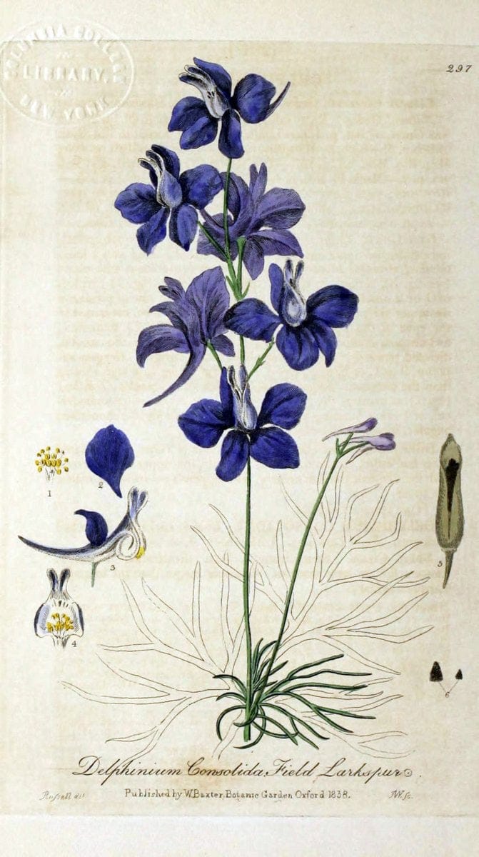 British phaenogamous botany,.Oxford,Published by the author, sold by J.H. Parker [etc.]1834-43.  | Vintage Print Reproduction 464947