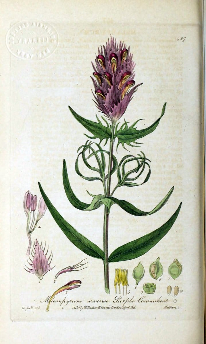 British phaenogamous botany,.Oxford,Published by the author, sold by J.H. Parker [etc.]1834-43.  | Vintage Print Reproduction 464950