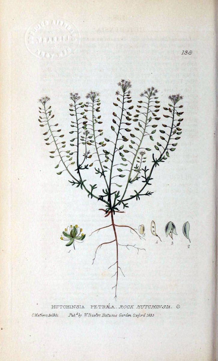 British phaenogamous botany,.Oxford,Published by the author, sold by J.H. Parker [etc.]1834-43.  | Vintage Print Reproduction 464951