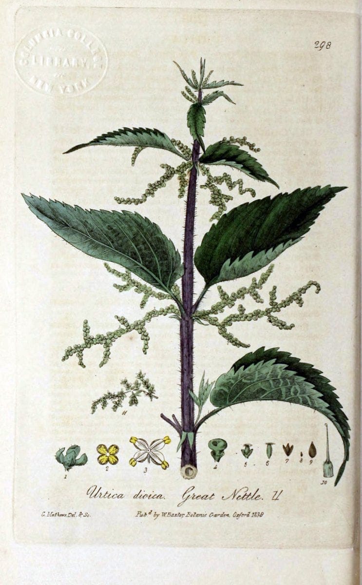 British phaenogamous botany,.Oxford,Published by the author, sold by J.H. Parker [etc.]1834-43.  | Vintage Print Reproduction 464953