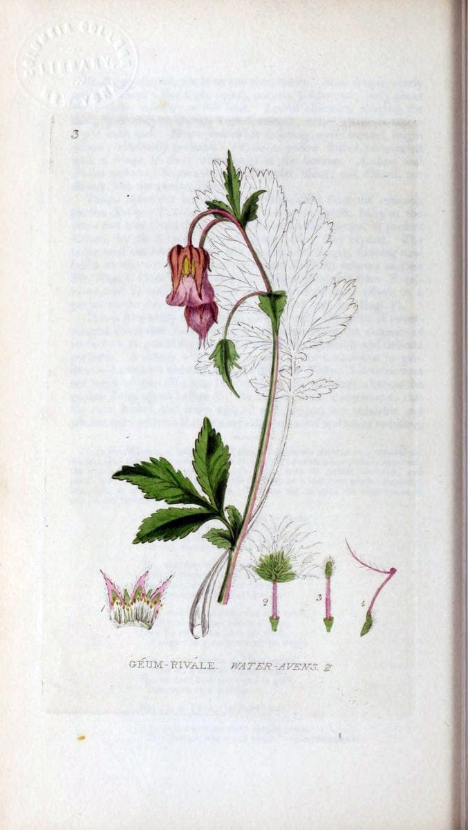 British phaenogamous botany,.Oxford,Published by the author, sold by J.H. Parker [etc.]1834-43.  | Vintage Print Reproduction 464956