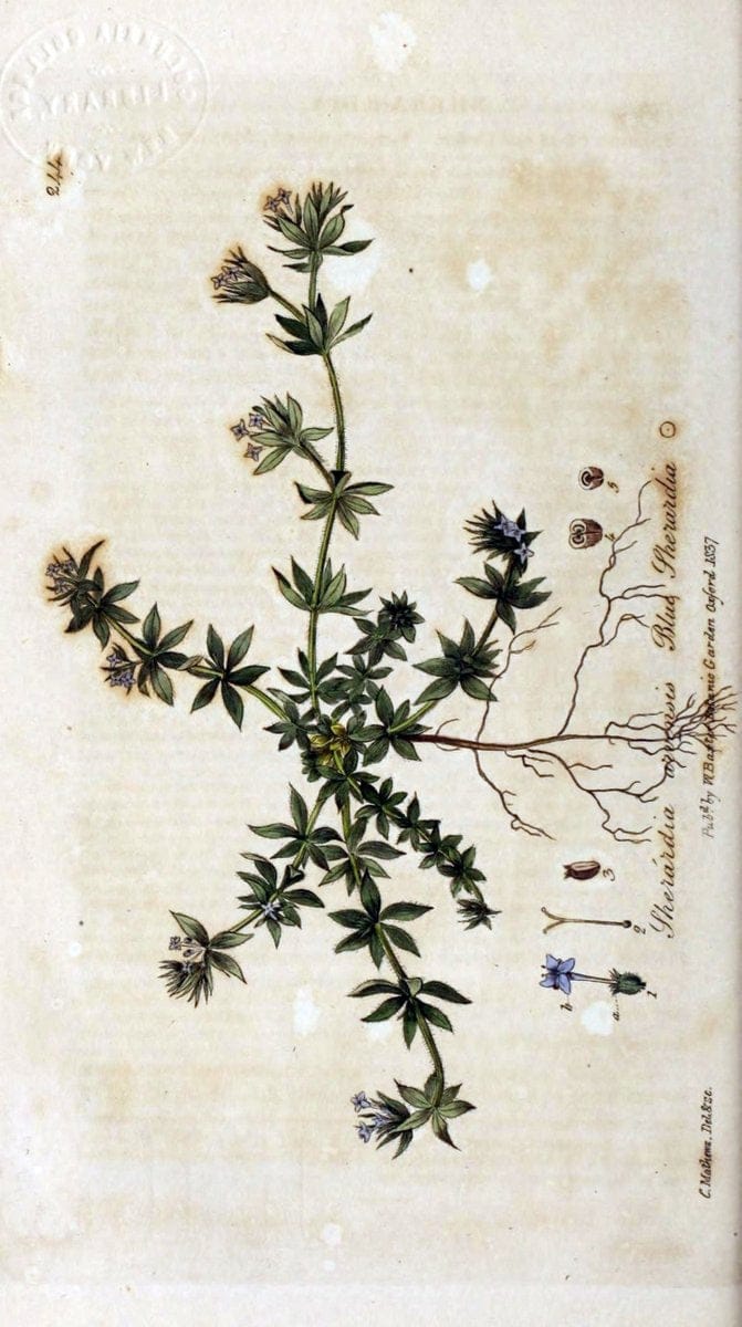 British phaenogamous botany,.Oxford,Published by the author, sold by J.H. Parker [etc.]1834-43.  | Vintage Print Reproduction 464959