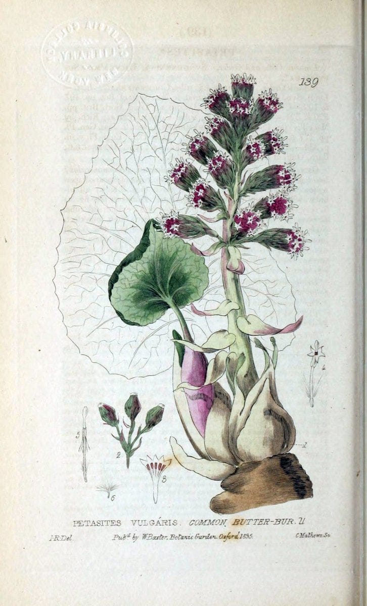 British phaenogamous botany,.Oxford,Published by the author, sold by J.H. Parker [etc.]1834-43.  | Vintage Print Reproduction 464960