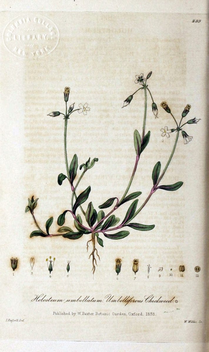 British phaenogamous botany,.Oxford,Published by the author, sold by J.H. Parker [etc.]1834-43.  | Vintage Print Reproduction 464963