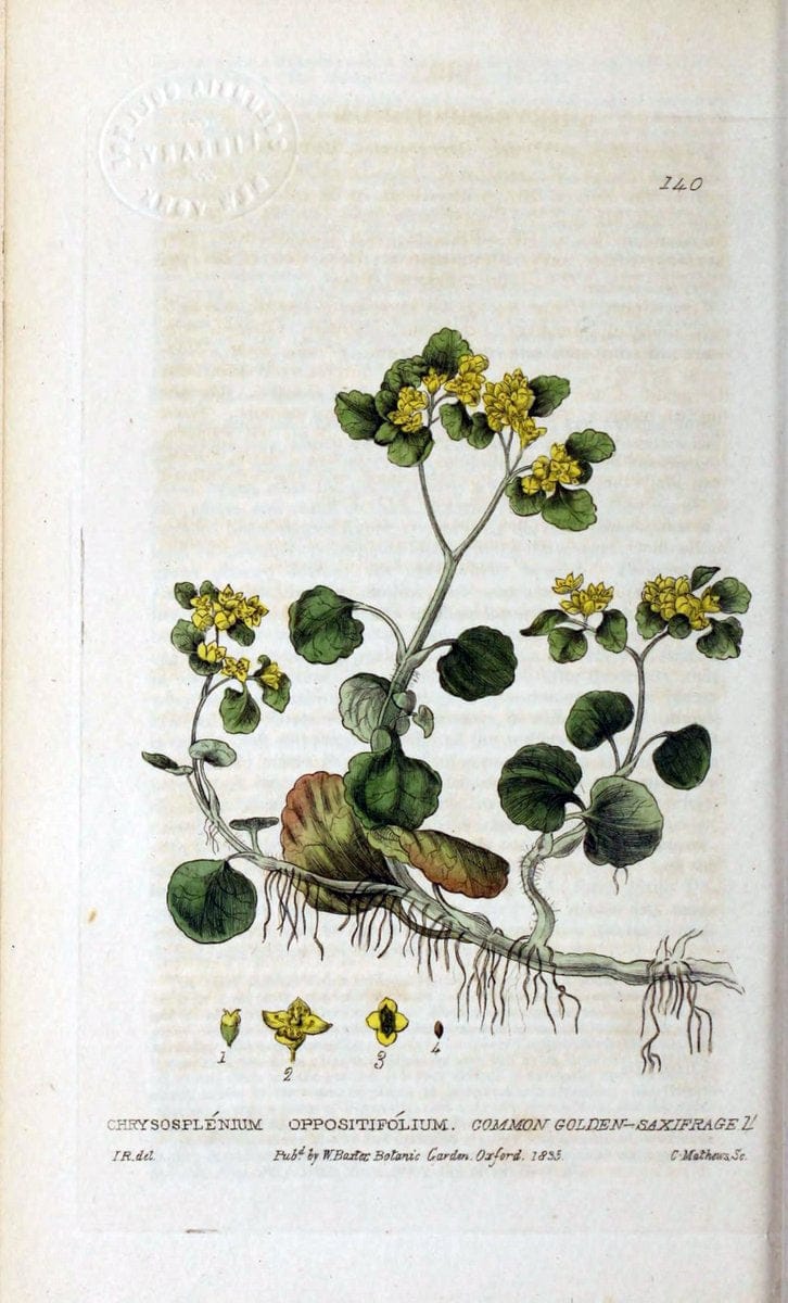 British phaenogamous botany,.Oxford,Published by the author, sold by J.H. Parker [etc.]1834-43.  | Vintage Print Reproduction 464965