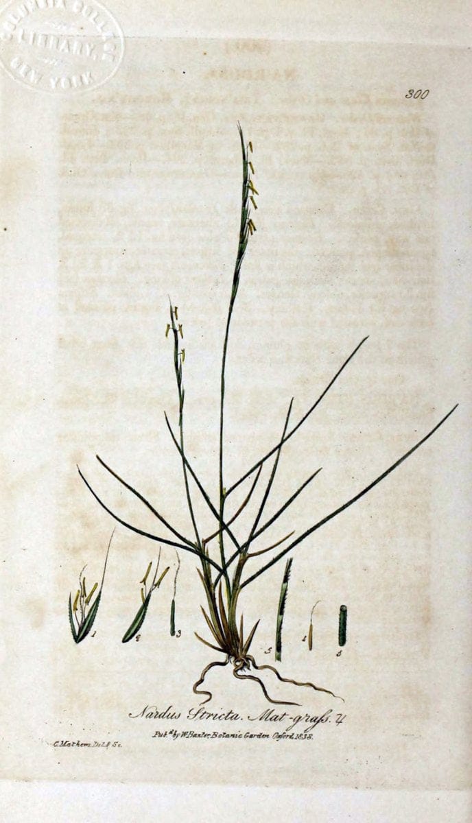British phaenogamous botany,.Oxford,Published by the author, sold by J.H. Parker [etc.]1834-43.  | Vintage Print Reproduction 464968