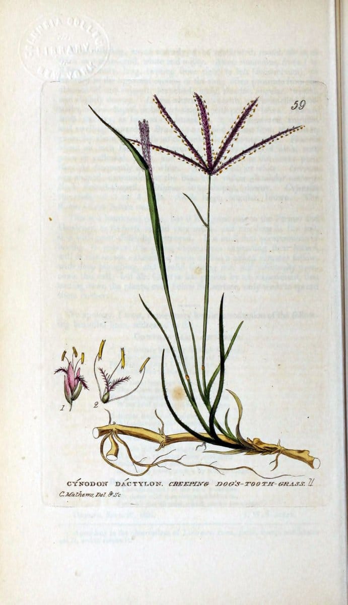 British phaenogamous botany,.Oxford,Published by the author, sold by J.H. Parker [etc.]1834-43.  | Vintage Print Reproduction 464969