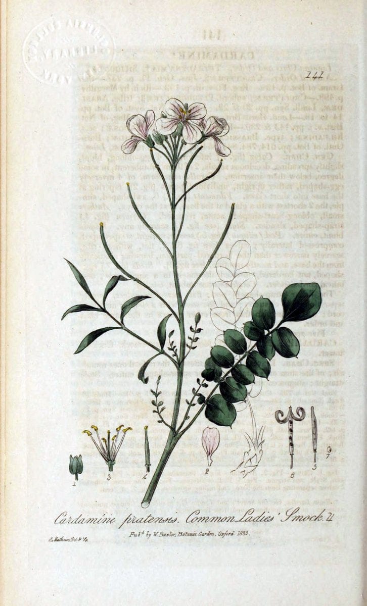 British phaenogamous botany,.Oxford,Published by the author, sold by J.H. Parker [etc.]1834-43.  | Vintage Print Reproduction 464970