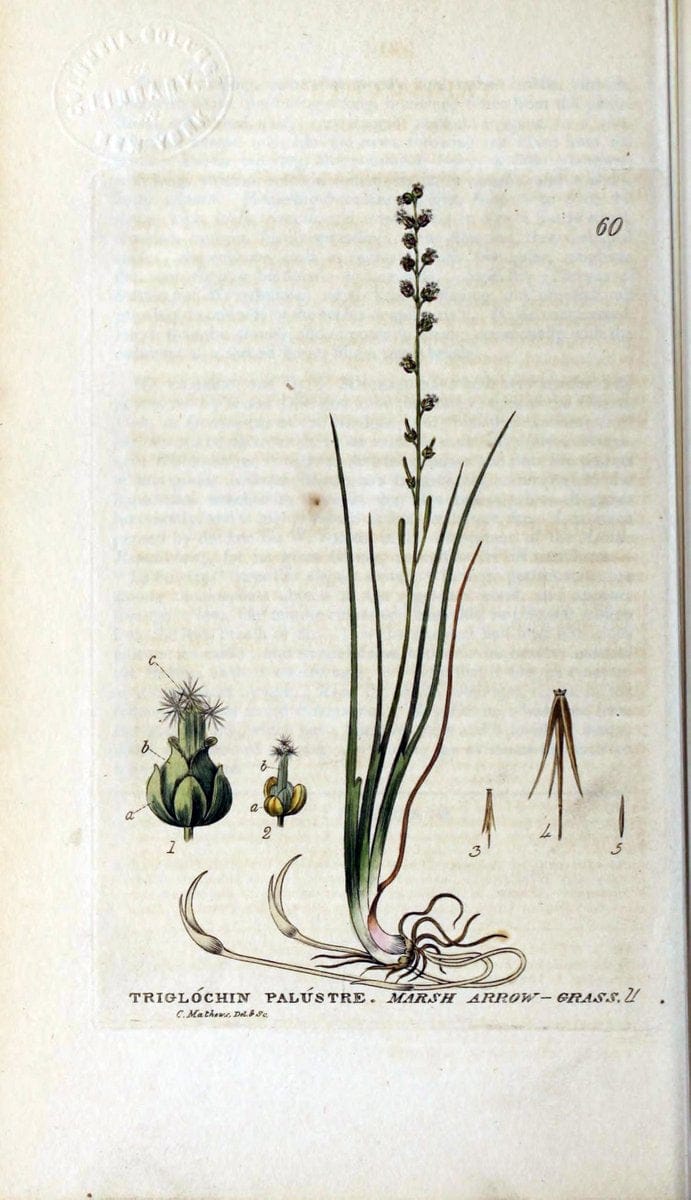 British phaenogamous botany,.Oxford,Published by the author, sold by J.H. Parker [etc.]1834-43.  | Vintage Print Reproduction 464971