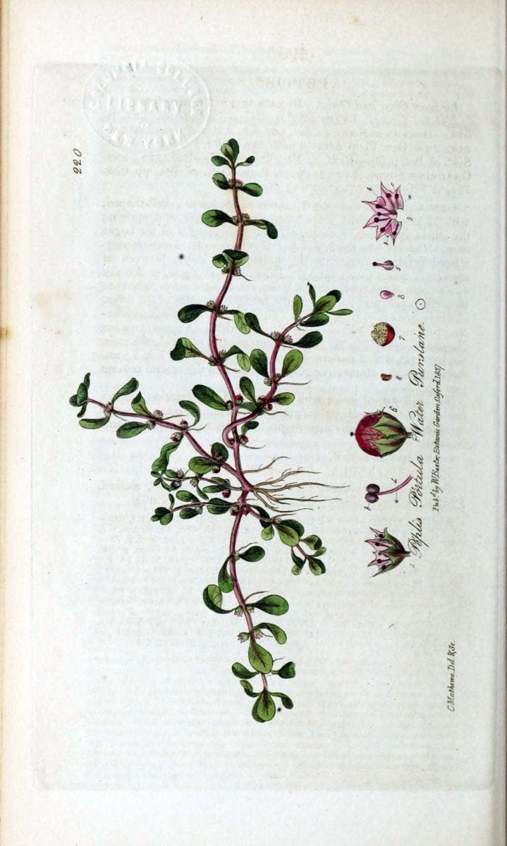 British phaenogamous botany,.Oxford,Published by the author, sold by J.H. Parker [etc.]1834-43.  | Vintage Print Reproduction 464972