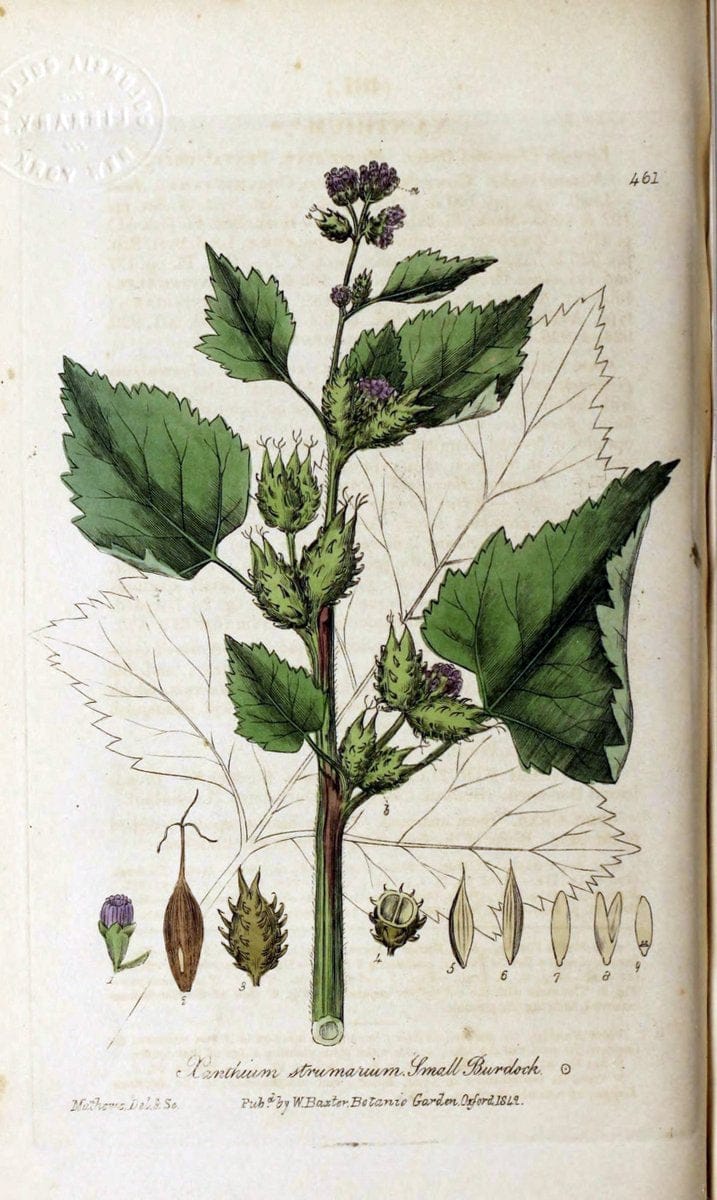 British phaenogamous botany,.Oxford,Published by the author, sold by J.H. Parker [etc.]1834-43.  | Vintage Print Reproduction 464974