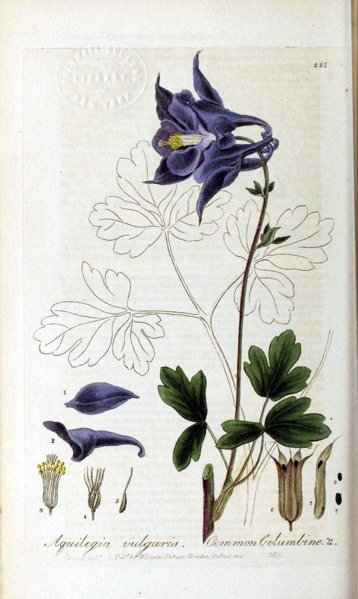 British phaenogamous botany,.Oxford,Published by the author, sold by J.H. Parker [etc.]1834-43.  | Vintage Print Reproduction 464976