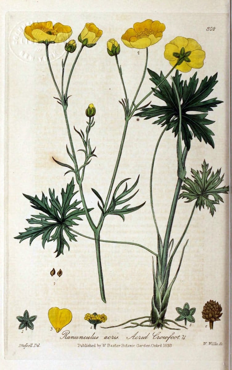 British phaenogamous botany,.Oxford,Published by the author, sold by J.H. Parker [etc.]1834-43.  | Vintage Print Reproduction 464977