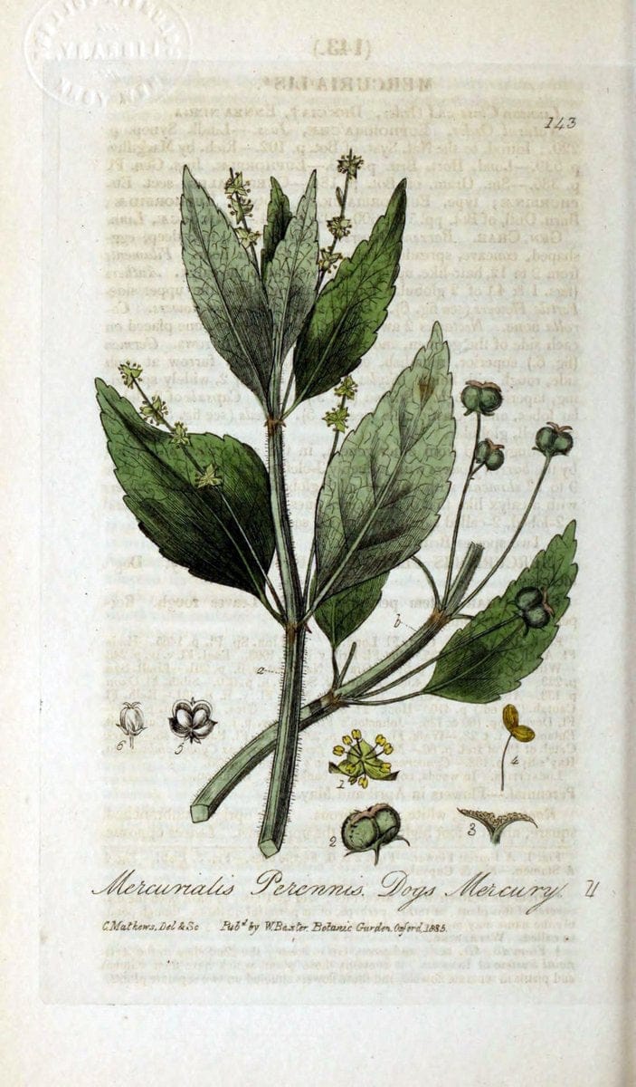 British phaenogamous botany,.Oxford,Published by the author, sold by J.H. Parker [etc.]1834-43.  | Vintage Print Reproduction 464980
