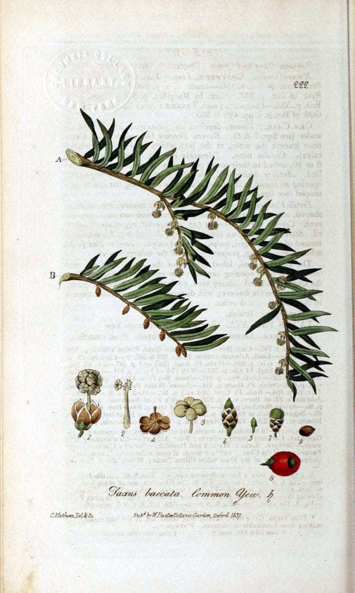 British phaenogamous botany,.Oxford,Published by the author, sold by J.H. Parker [etc.]1834-43.  | Vintage Print Reproduction 464981