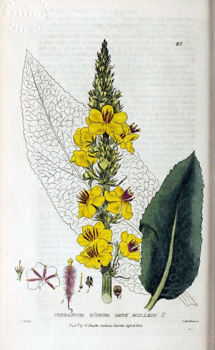 British phaenogamous botany,.Oxford,Published by the author, sold by J.H. Parker [etc.]1834-43.  | Vintage Print Reproduction 464985