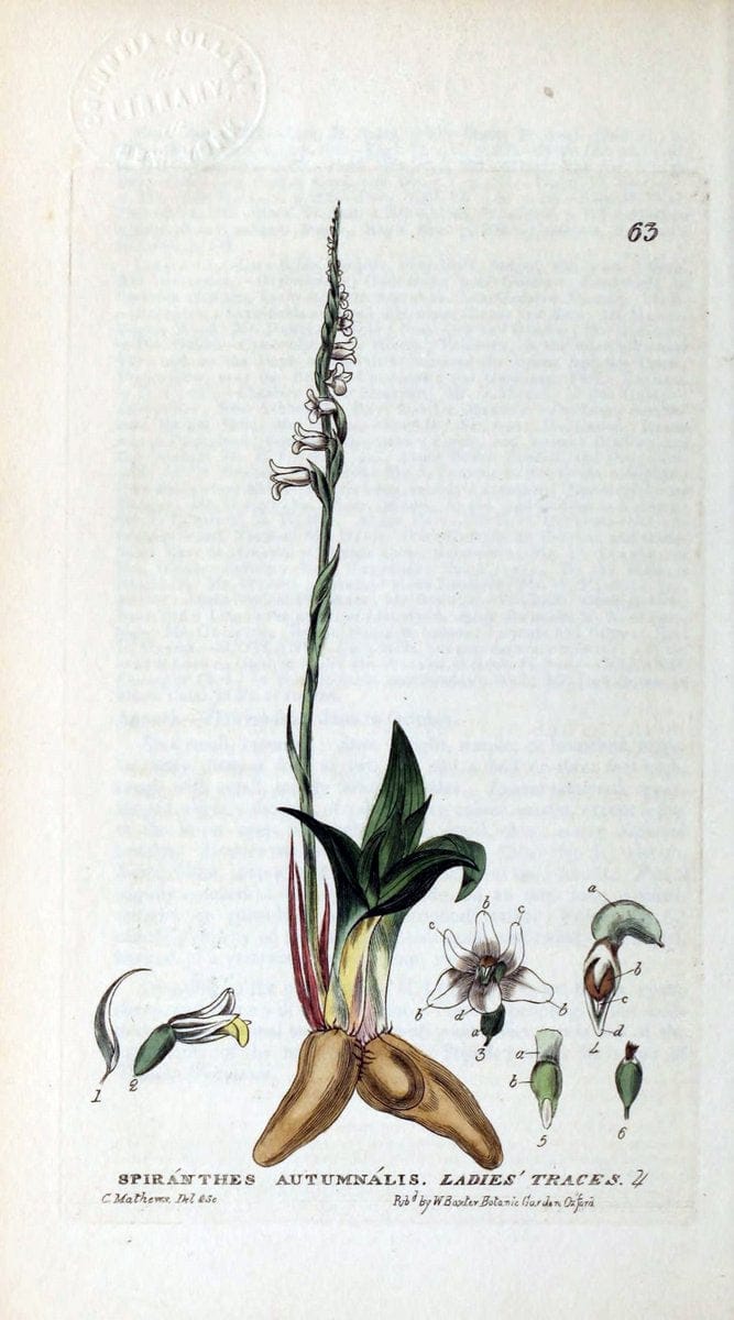 British phaenogamous botany,.Oxford,Published by the author, sold by J.H. Parker [etc.]1834-43.  | Vintage Print Reproduction 464987