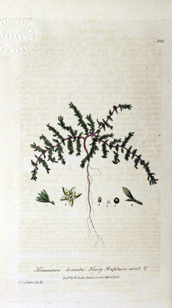 British phaenogamous botany,.Oxford,Published by the author, sold by J.H. Parker [etc.]1834-43.  | Vintage Print Reproduction 464988
