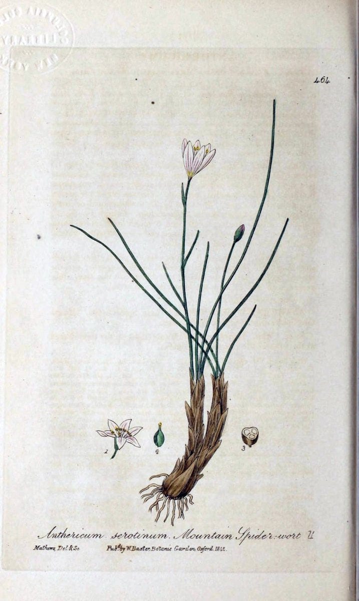 British phaenogamous botany,.Oxford,Published by the author, sold by J.H. Parker [etc.]1834-43.  | Vintage Print Reproduction 464989