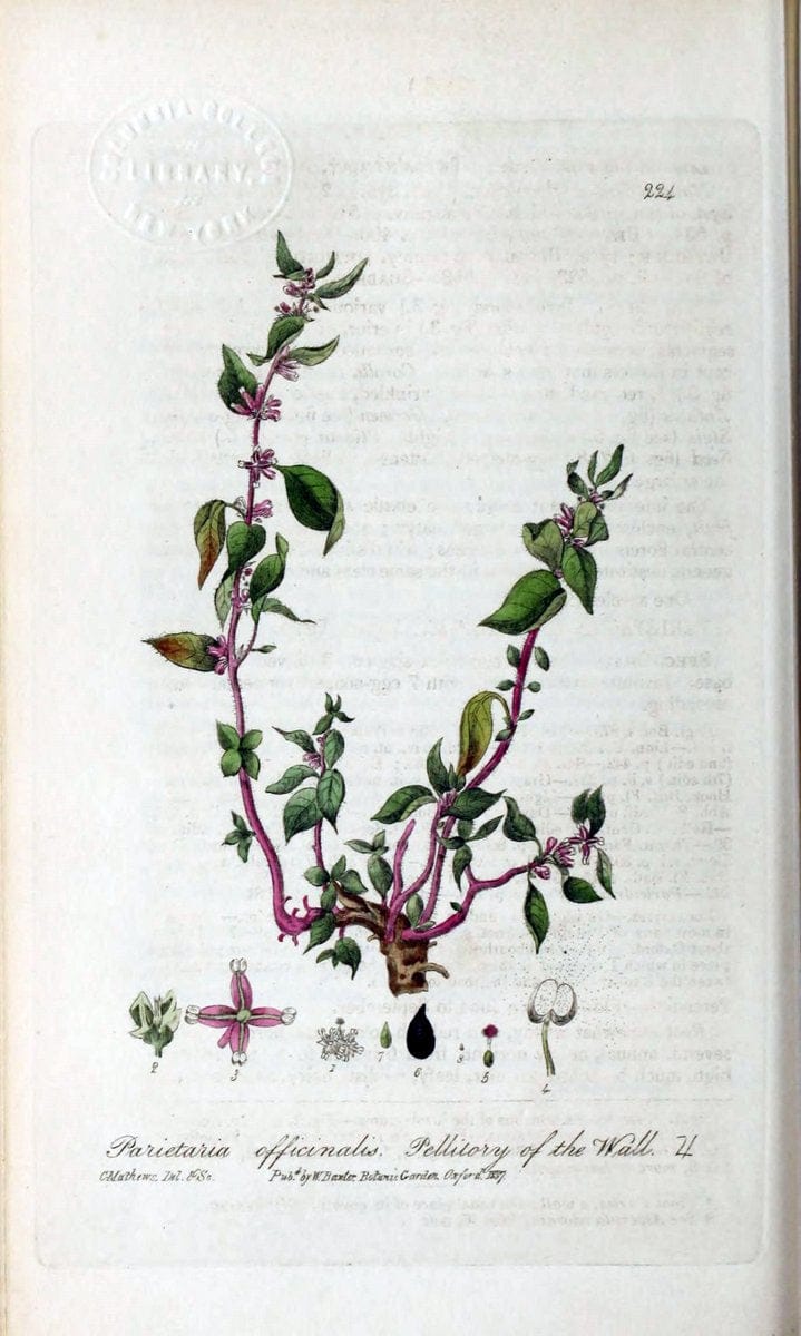 British phaenogamous botany,.Oxford,Published by the author, sold by J.H. Parker [etc.]1834-43.  | Vintage Print Reproduction 464993