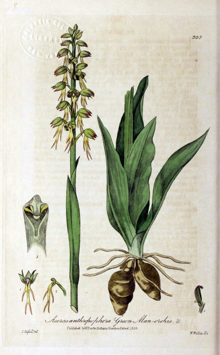 British phaenogamous botany,.Oxford,Published by the author, sold by J.H. Parker [etc.]1834-43.  | Vintage Print Reproduction 464994