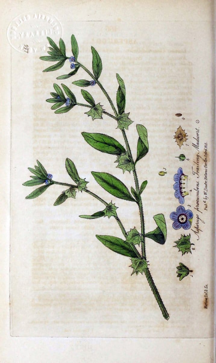 British phaenogamous botany,.Oxford,Published by the author, sold by J.H. Parker [etc.]1834-43.  | Vintage Print Reproduction 464998