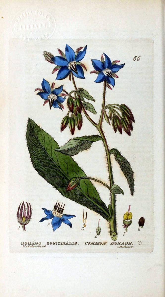 British phaenogamous botany,.Oxford,Published by the author, sold by J.H. Parker [etc.]1834-43.  | Vintage Print Reproduction 465002