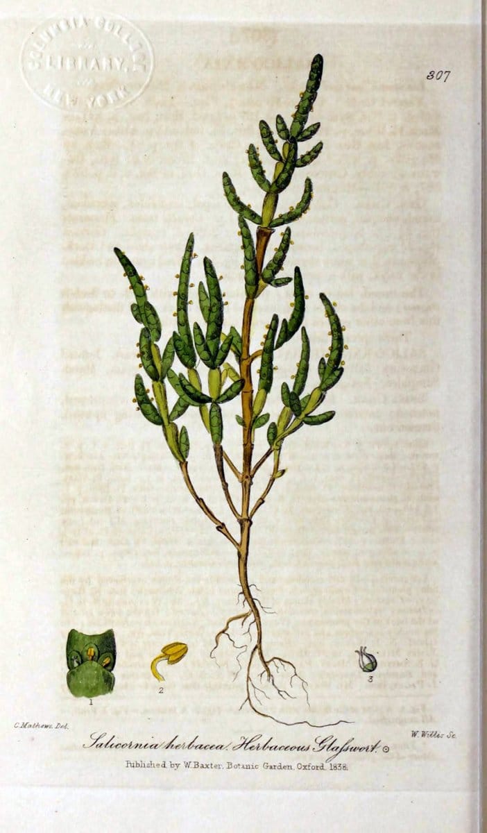 British phaenogamous botany,.Oxford,Published by the author, sold by J.H. Parker [etc.]1834-43.  | Vintage Print Reproduction 465003