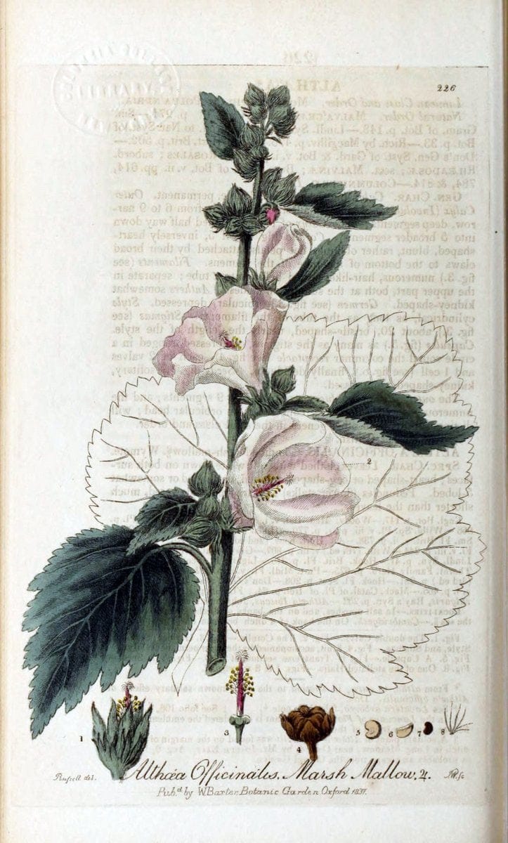 British phaenogamous botany,.Oxford,Published by the author, sold by J.H. Parker [etc.]1834-43.  | Vintage Print Reproduction 465004