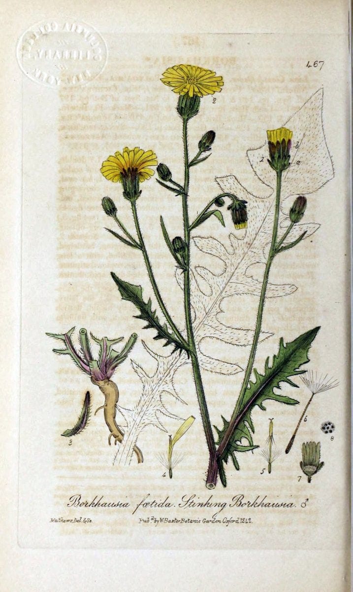 British phaenogamous botany,.Oxford,Published by the author, sold by J.H. Parker [etc.]1834-43.  | Vintage Print Reproduction 465005