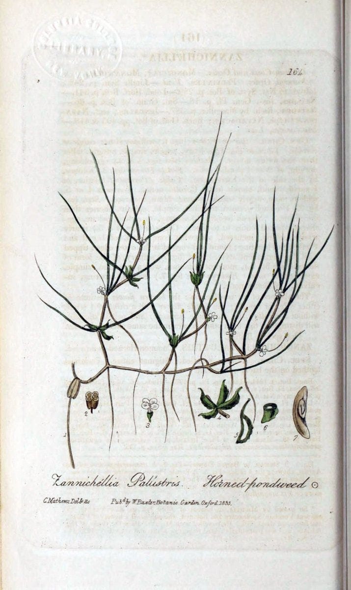 British phaenogamous botany,.Oxford,Published by the author, sold by J.H. Parker [etc.]1834-43.  | Vintage Print Reproduction 465012