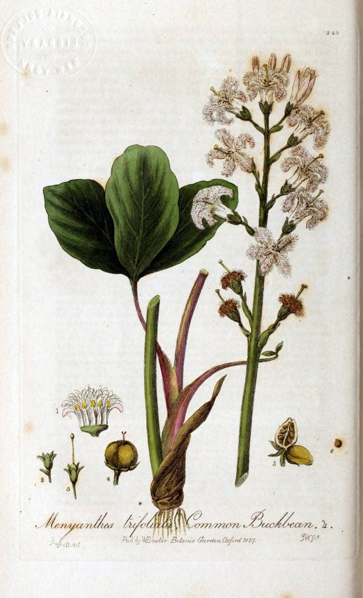 British phaenogamous botany,.Oxford,Published by the author, sold by J.H. Parker [etc.]1834-43.  | Vintage Print Reproduction 465014