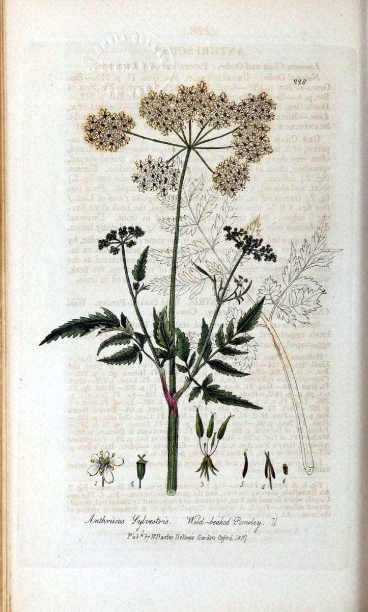 British phaenogamous botany,.Oxford,Published by the author, sold by J.H. Parker [etc.]1834-43.  | Vintage Print Reproduction 465017