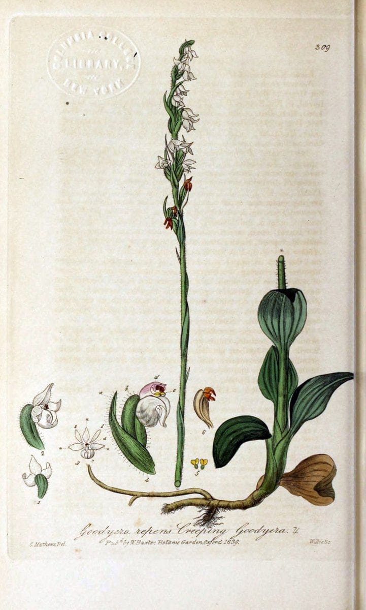 British phaenogamous botany,.Oxford,Published by the author, sold by J.H. Parker [etc.]1834-43.  | Vintage Print Reproduction 465018