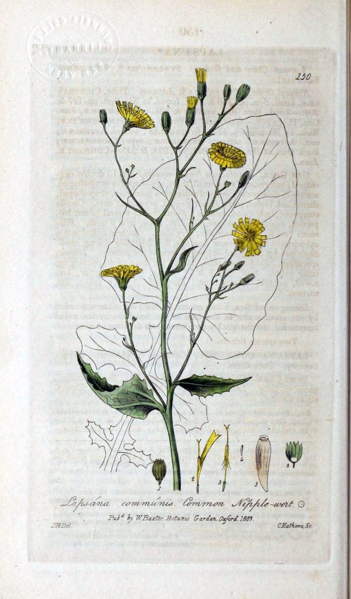 British phaenogamous botany,.Oxford,Published by the author, sold by J.H. Parker [etc.]1834-43.  | Vintage Print Reproduction 465020